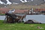 Elefante-marinho descansa em Grytviken, na Geórgia do Sul